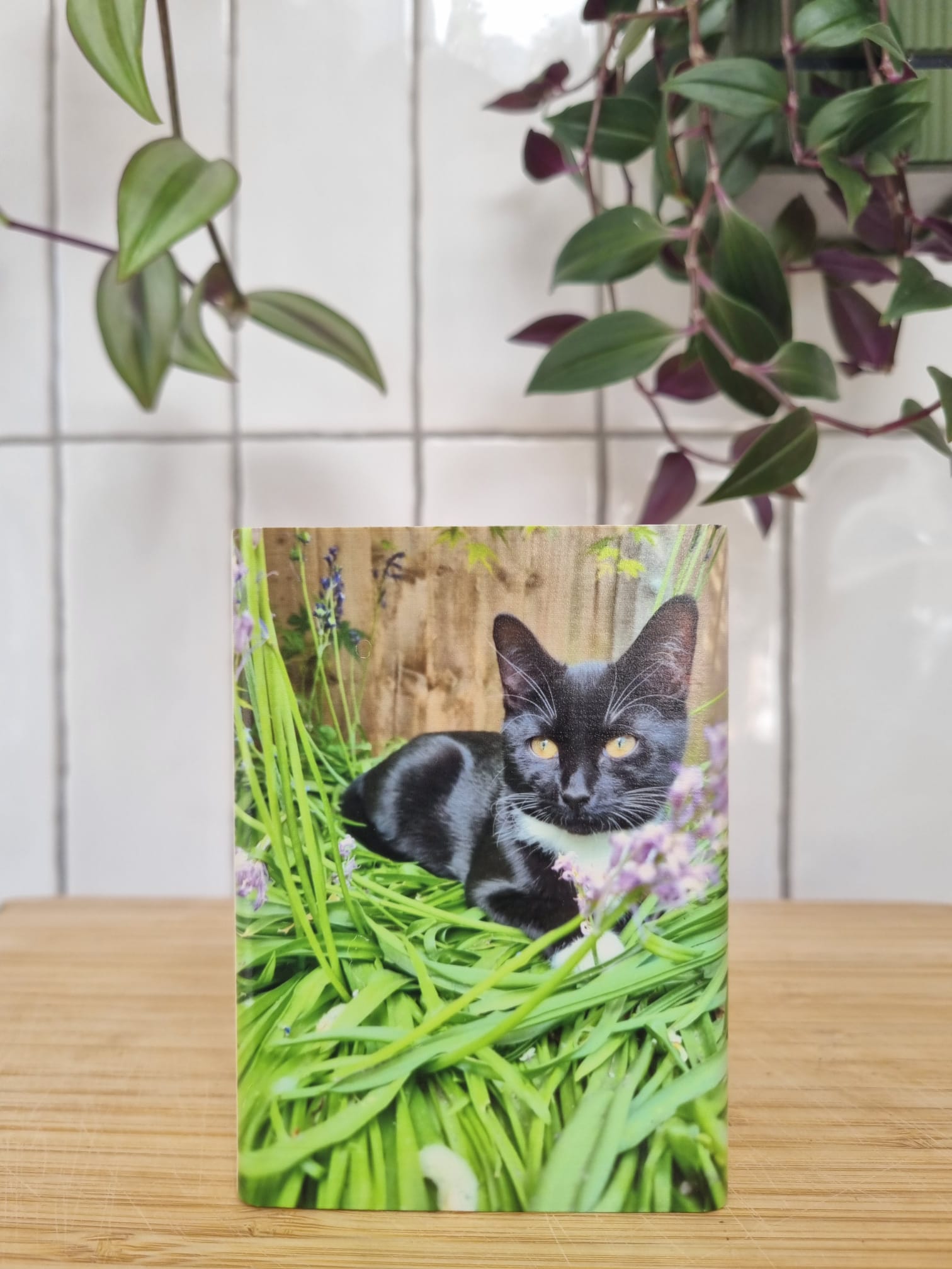 Stelo printed with kitten photo